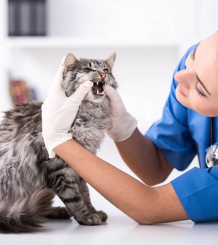 Pet Dental Care