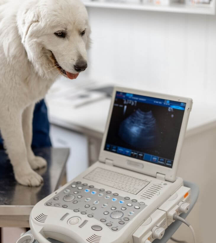 Dog standing near a x-ray machine