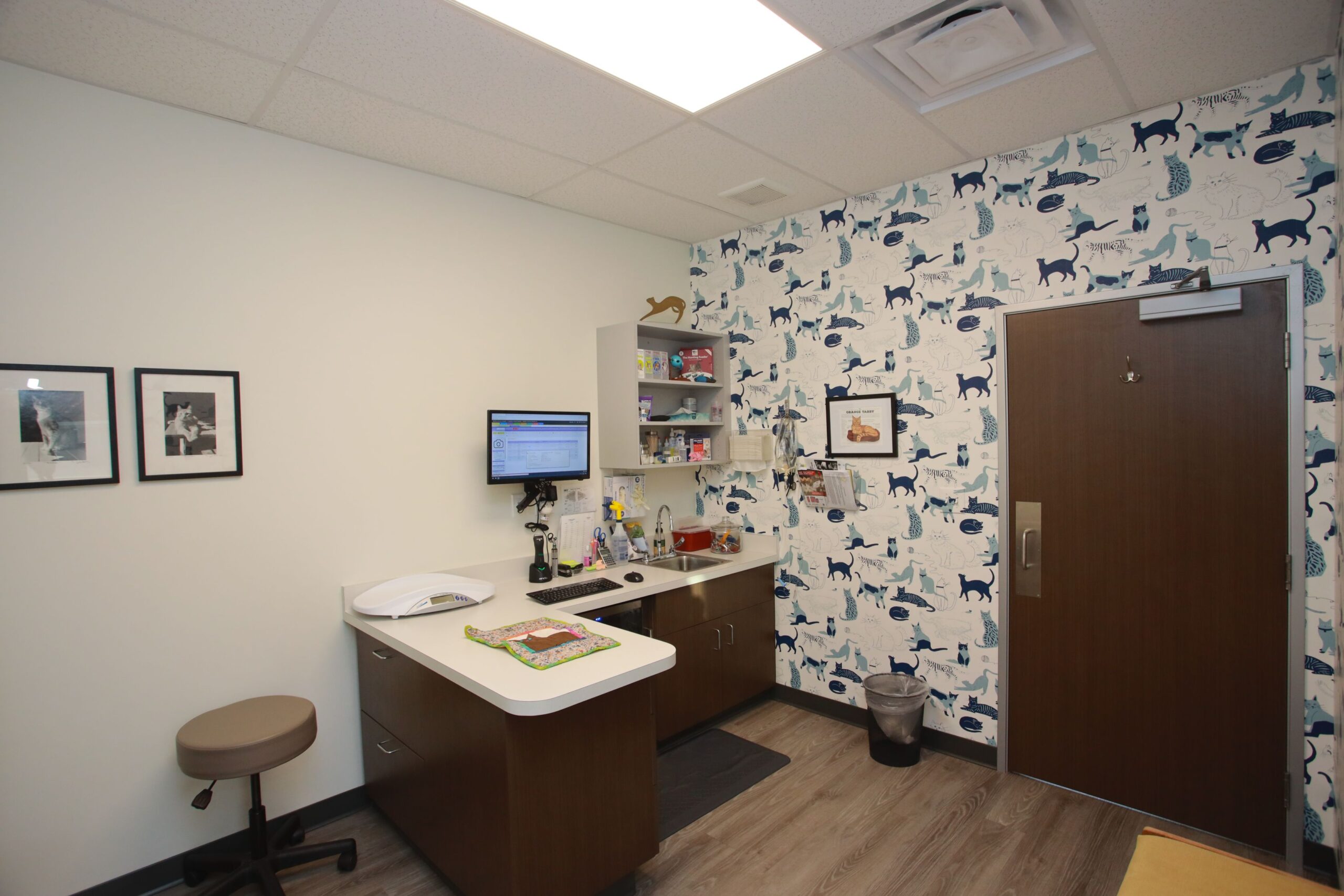 Pet check up room