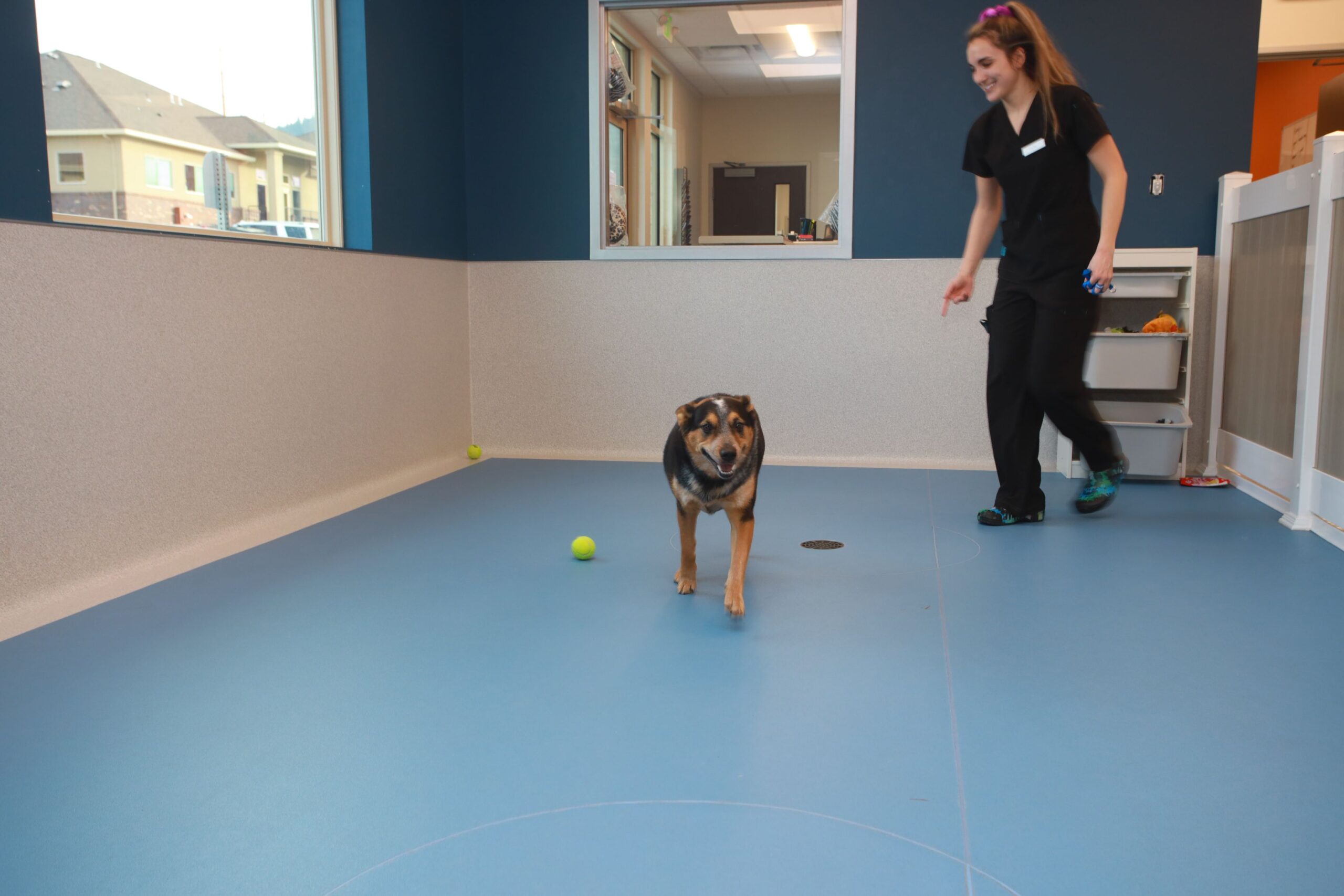 Vet with dog in play area