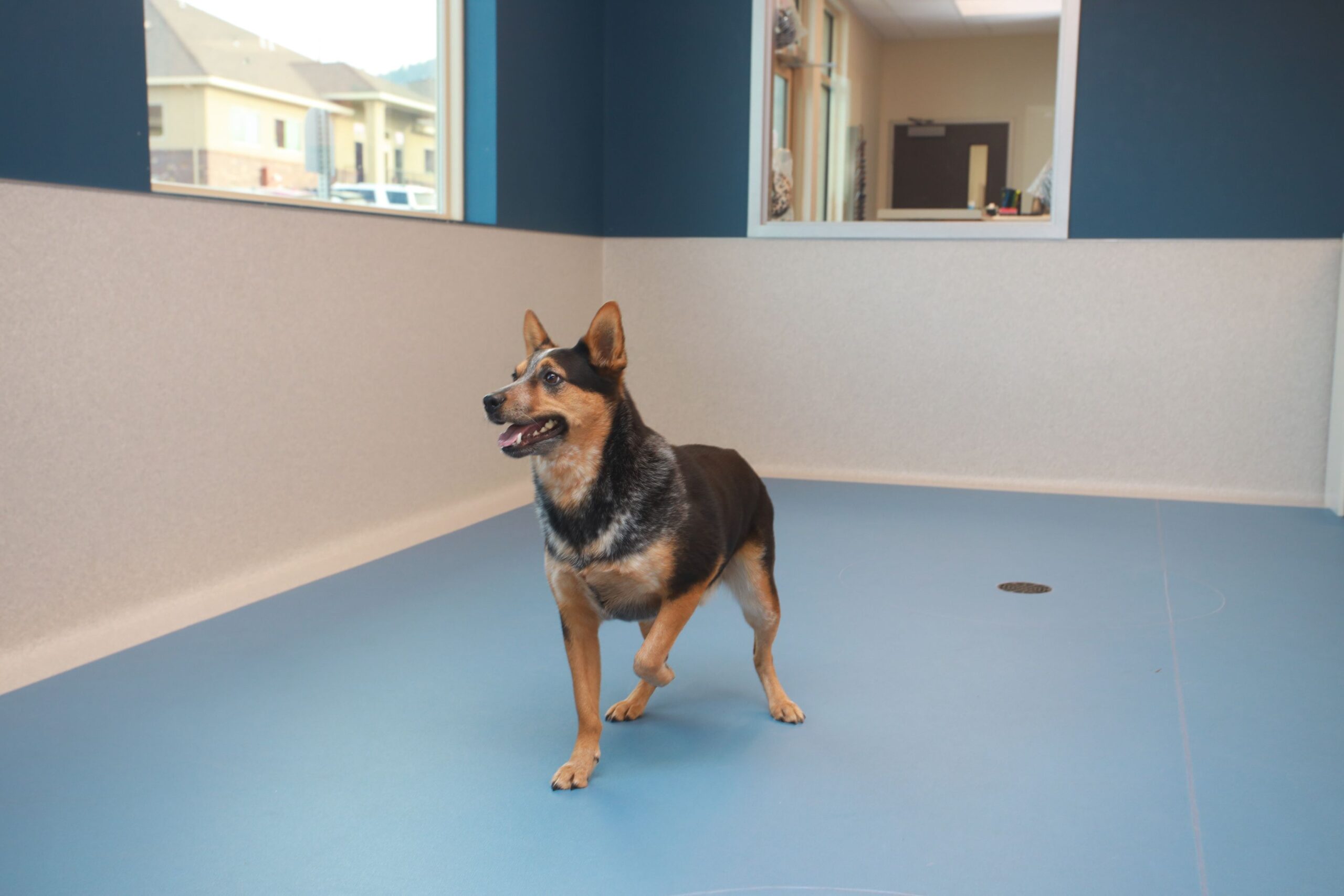 a dog standing on a blue floor