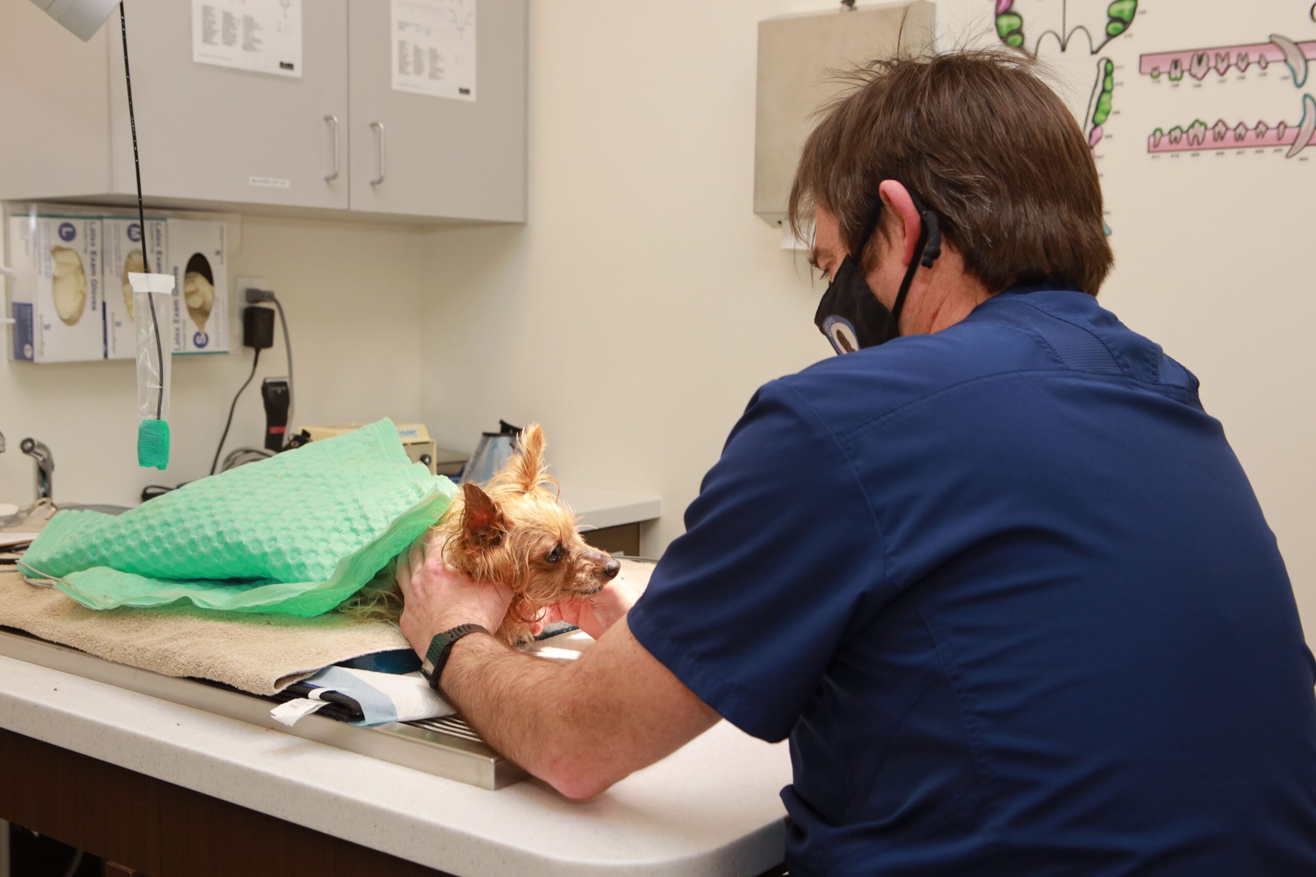 Doctor checking dog