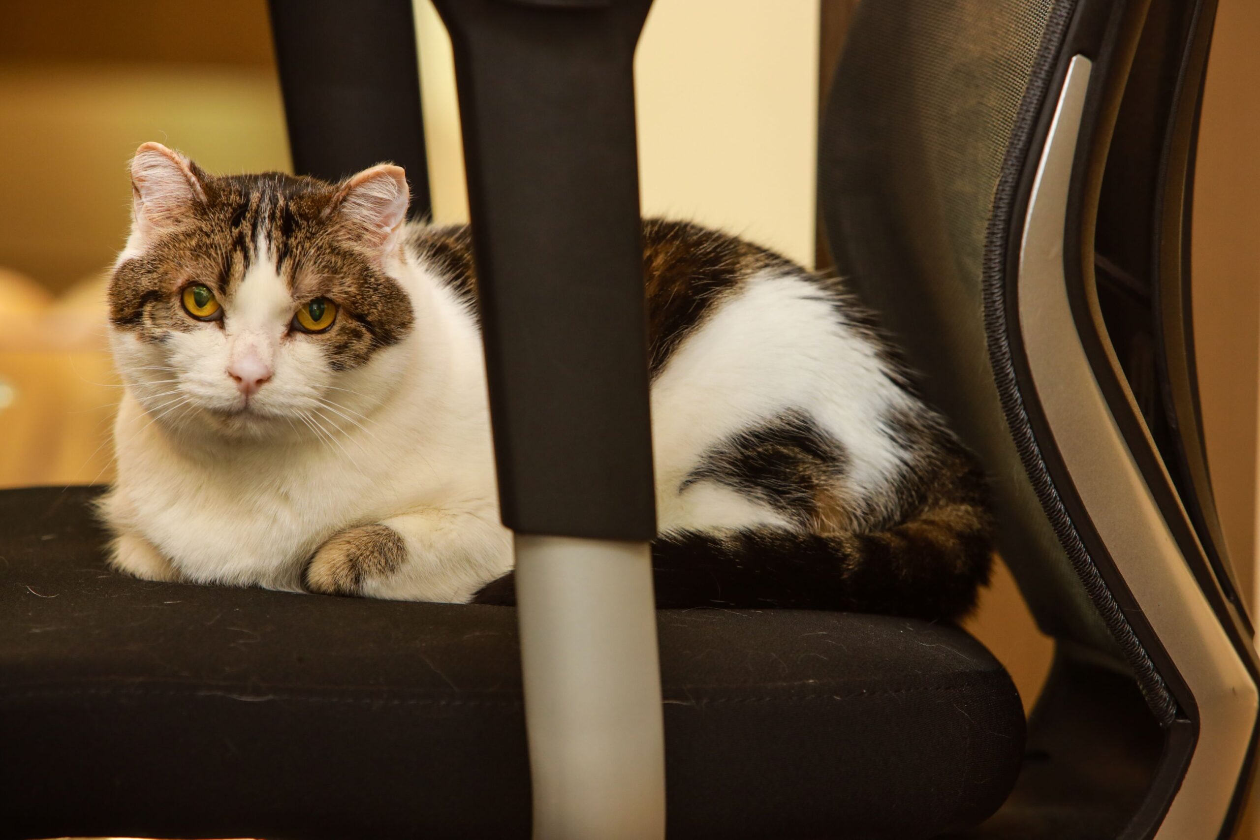 A cat sitting on an office chair
