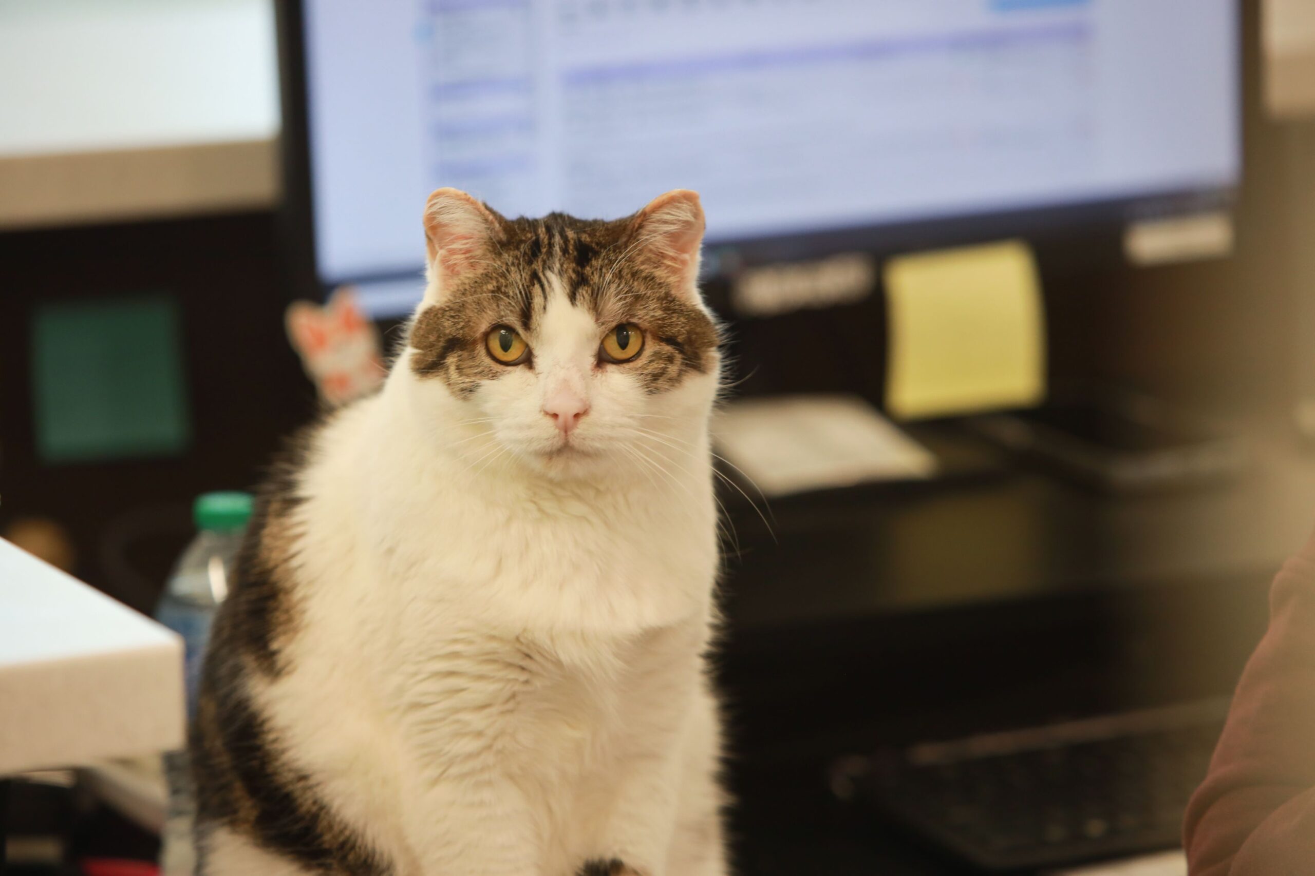 Cat sitting on reception desk