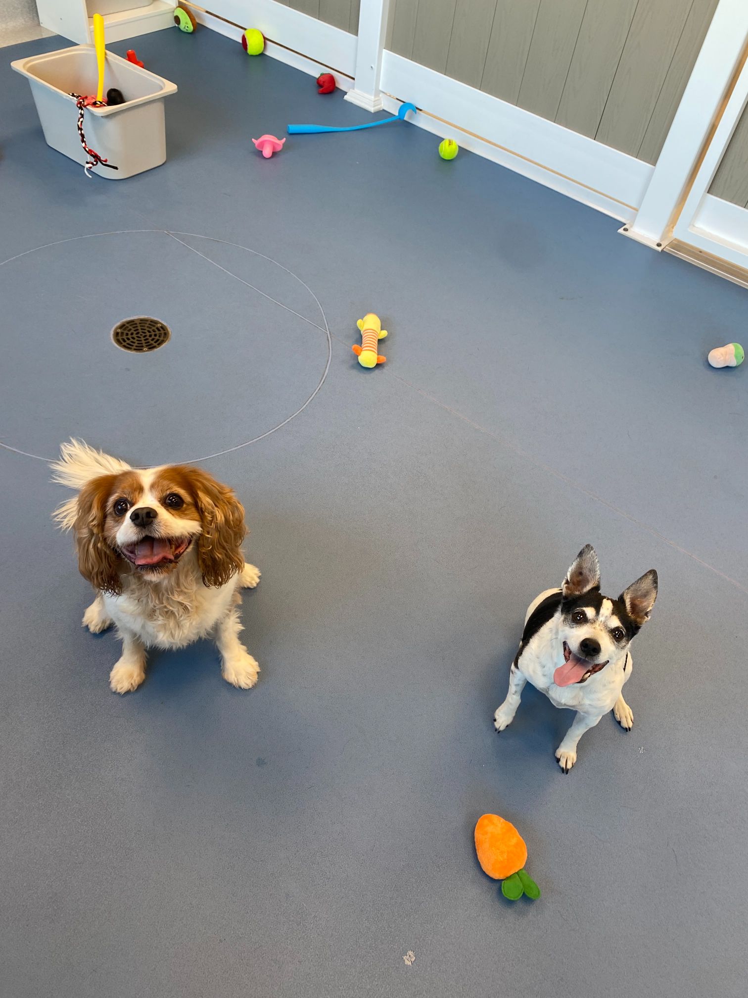 Puppies playing in clinic play area