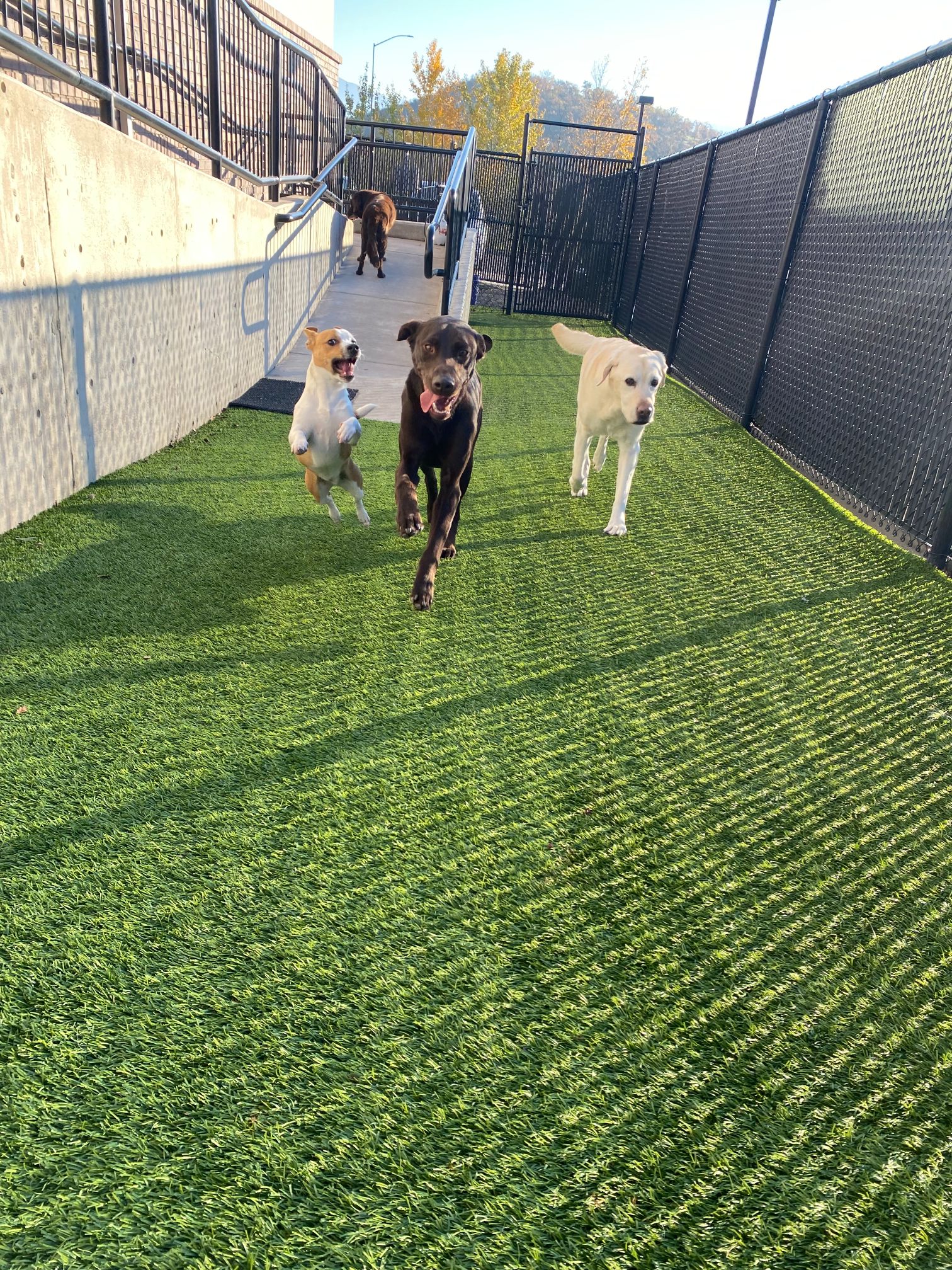 a group of dogs running on a green field