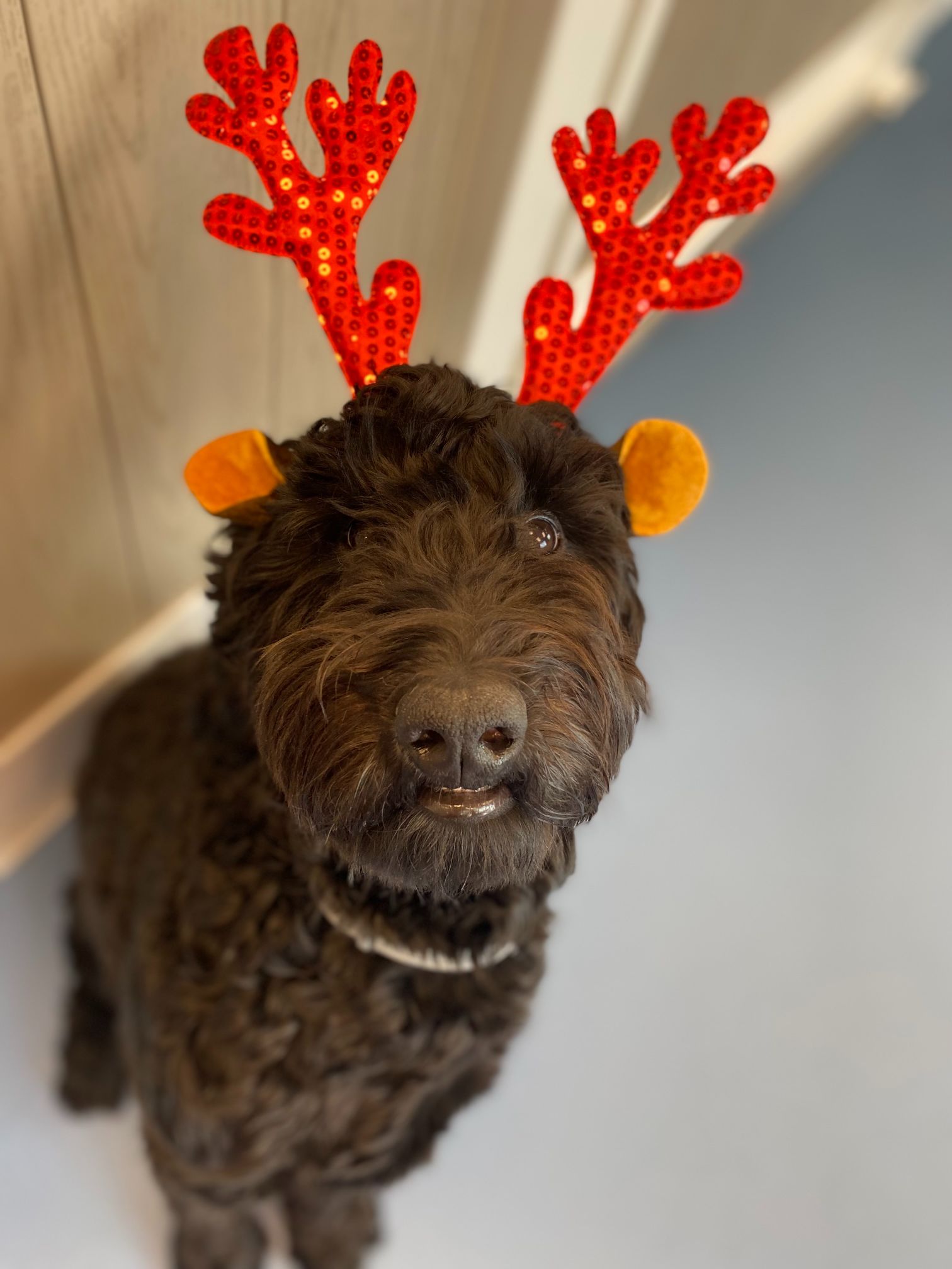 Dog wearing reindeer hairband