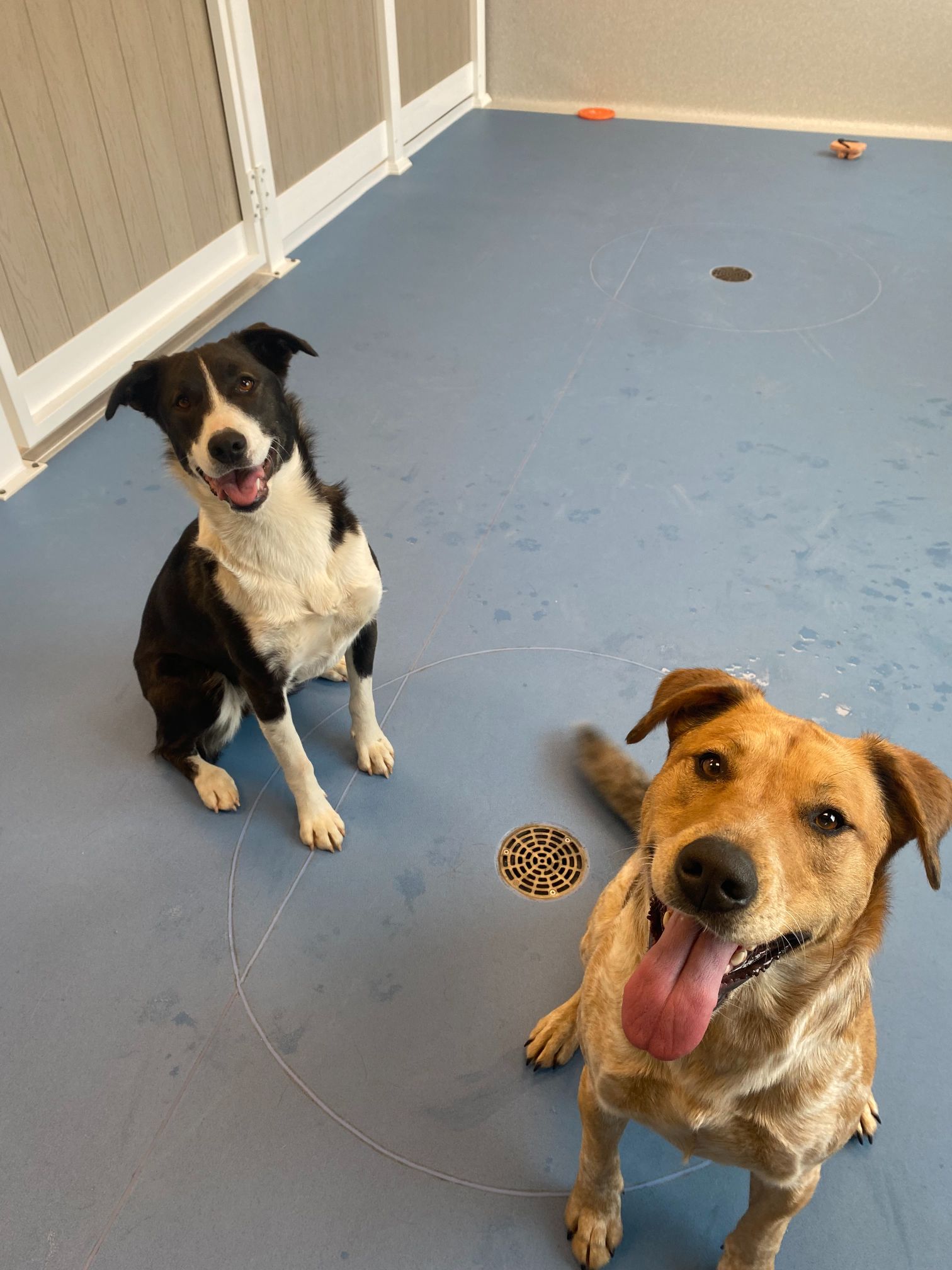 Dogs in clinic play area