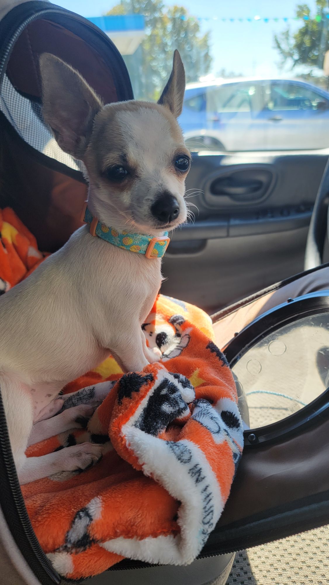 Chihuahua Breed