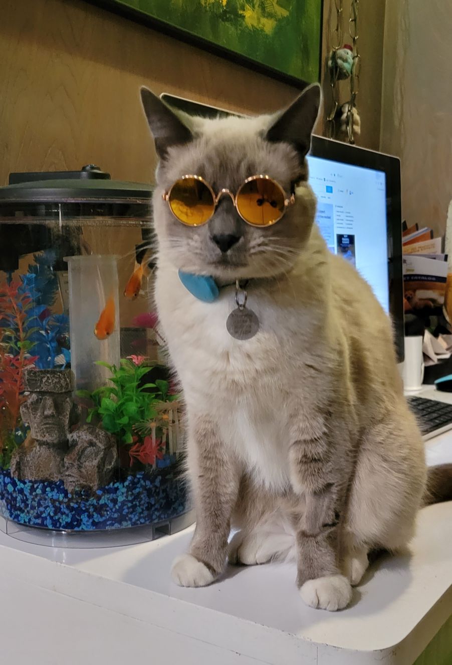 Cat wearing goggles