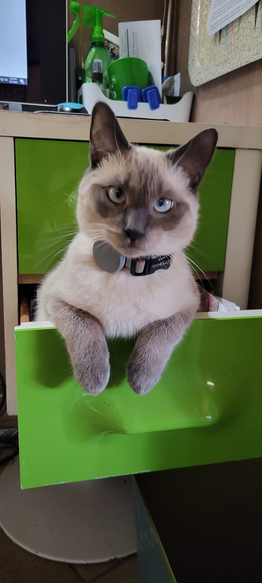 Cat sitting inside drawer