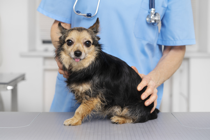 a dog with vet