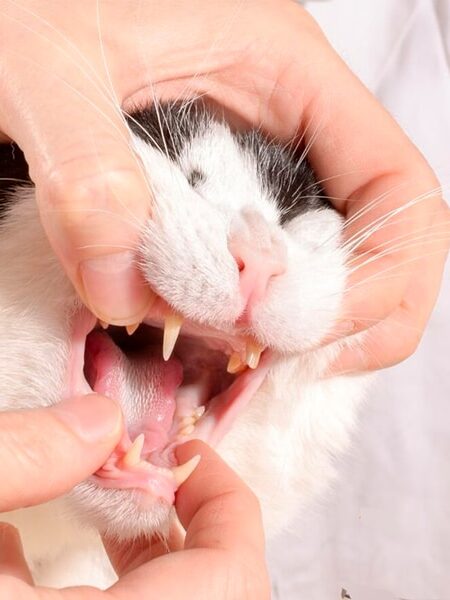 Cat Dental care