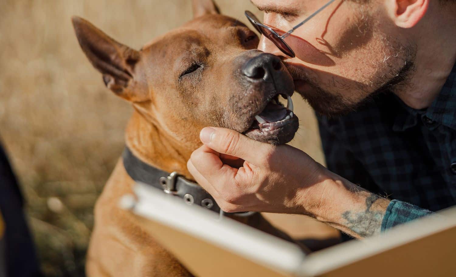 Love between old dog and owner