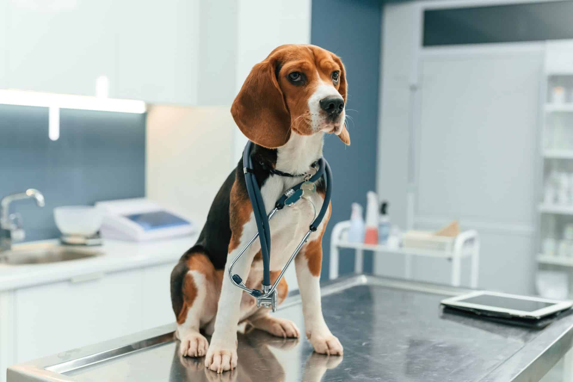 A dog is sitting on a vet table in a clinic settings